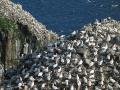 11_Cape St. Mary's004 70,000只海鸟居住于此.最多的就是这种鹅黄脑袋的Northern Cannet
